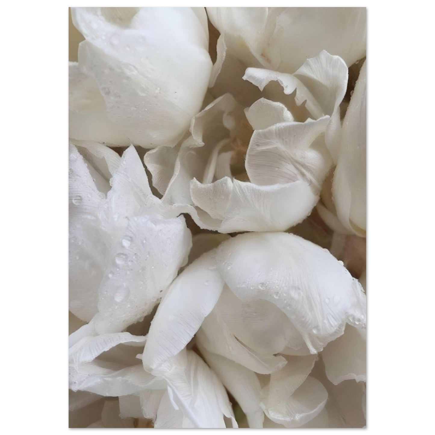 White flowers - Poster