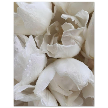 White flowers - Poster