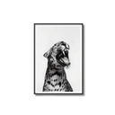 Framed black and white print of a roaring leopard on a white background